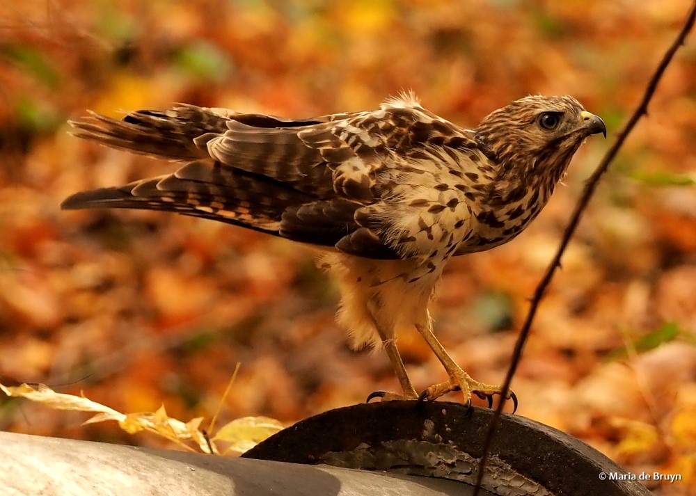 37 red-shouldered hawk PB180192 © Maria de Bruyn res (2)