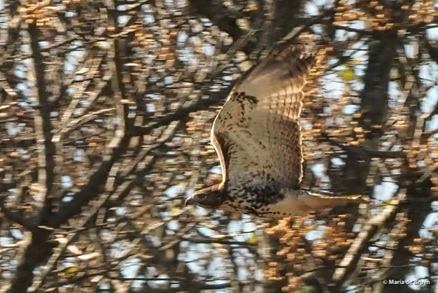 5 red-tailed hawk PB243137© Maria de Bruyn ed sgd
